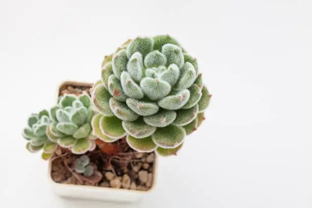 叶插稳了！石莲花扦插提成功率实操：从切口晾干到20天生根