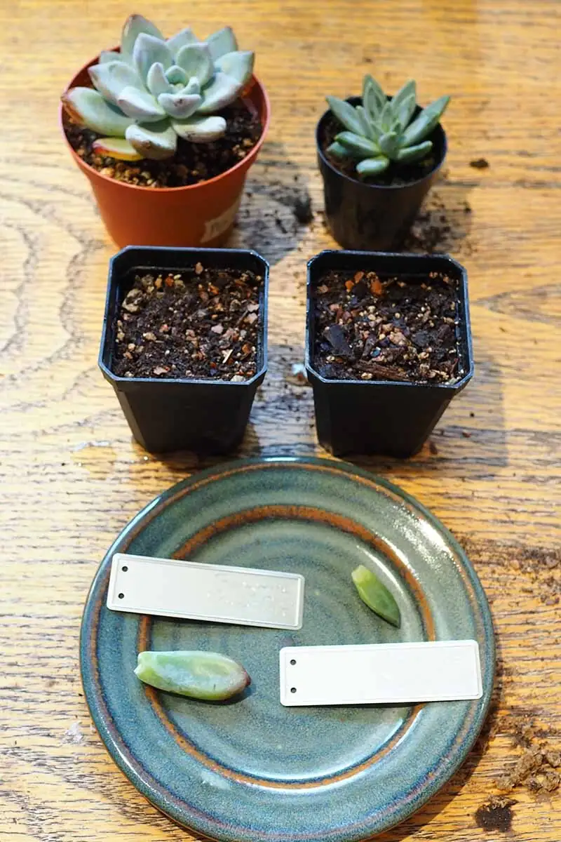 echeveria glauca leaf callus drying