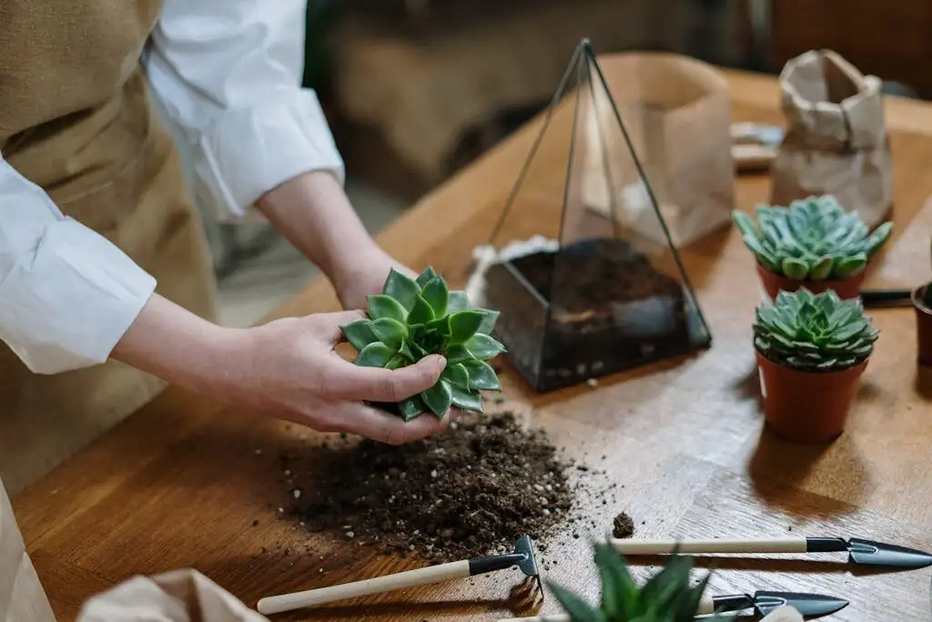 echeveria glauca rooting sand tray