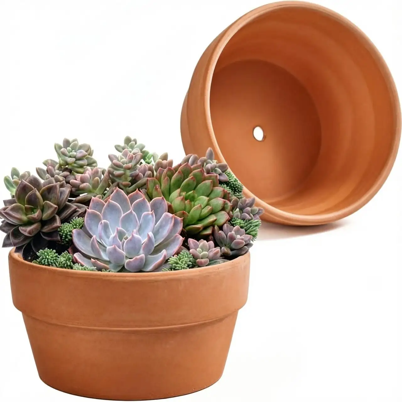 echeveria in shallow terracotta pot