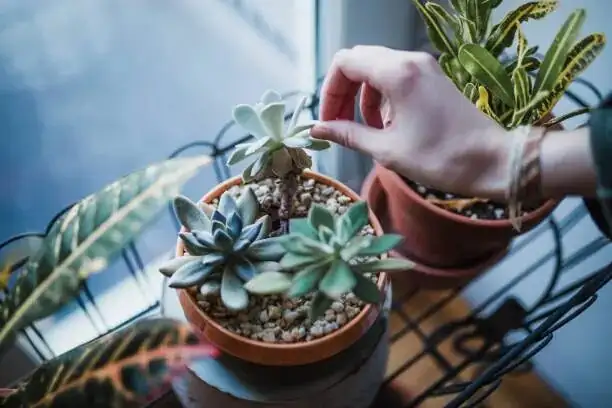 echeveria watering along pot edge