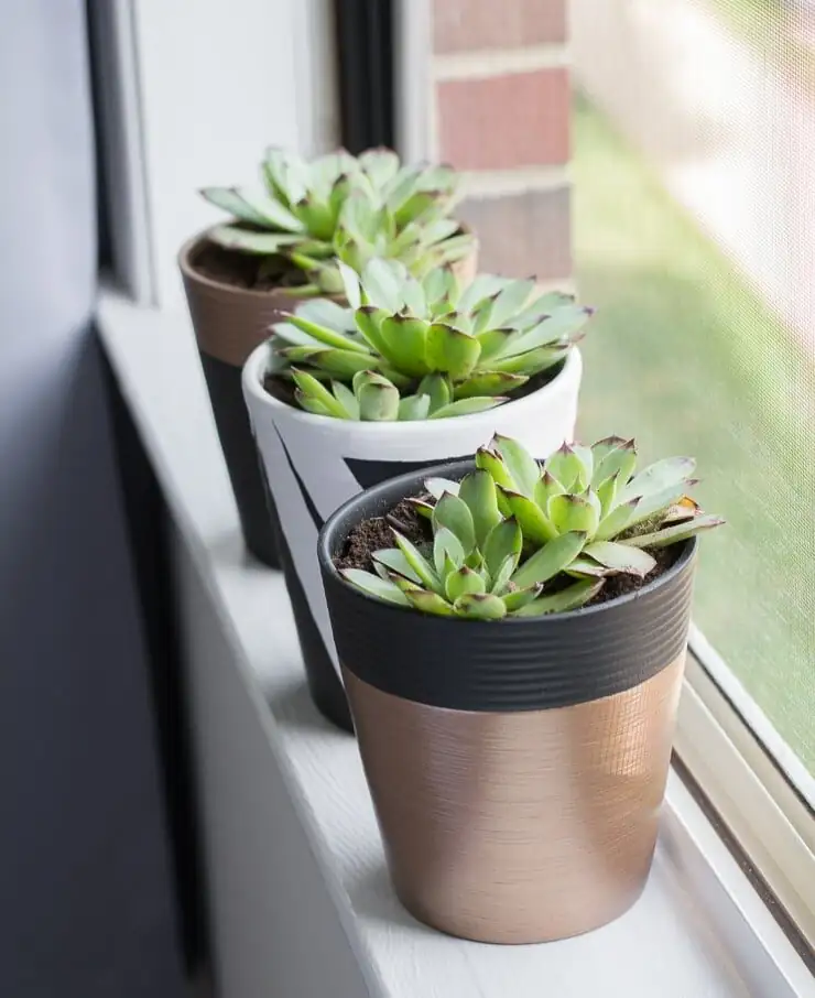 echeveria on east-facing windowsill