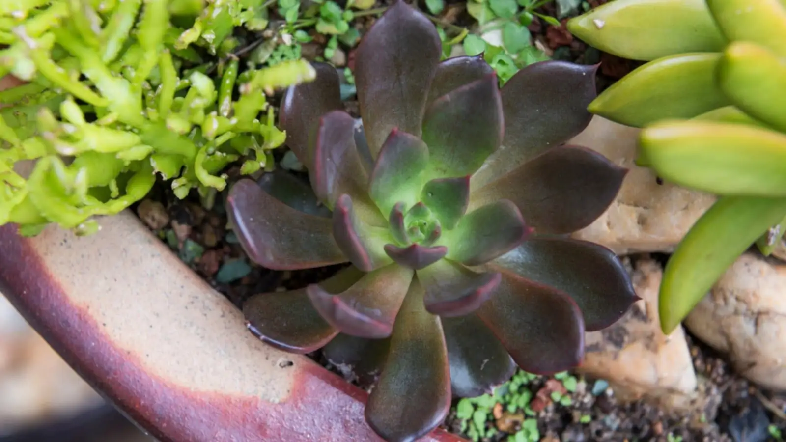 echeveria with black prince sedum windowsill