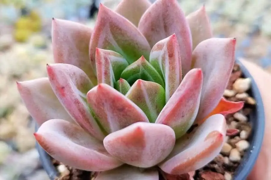echeveria pink edges autumn balcony