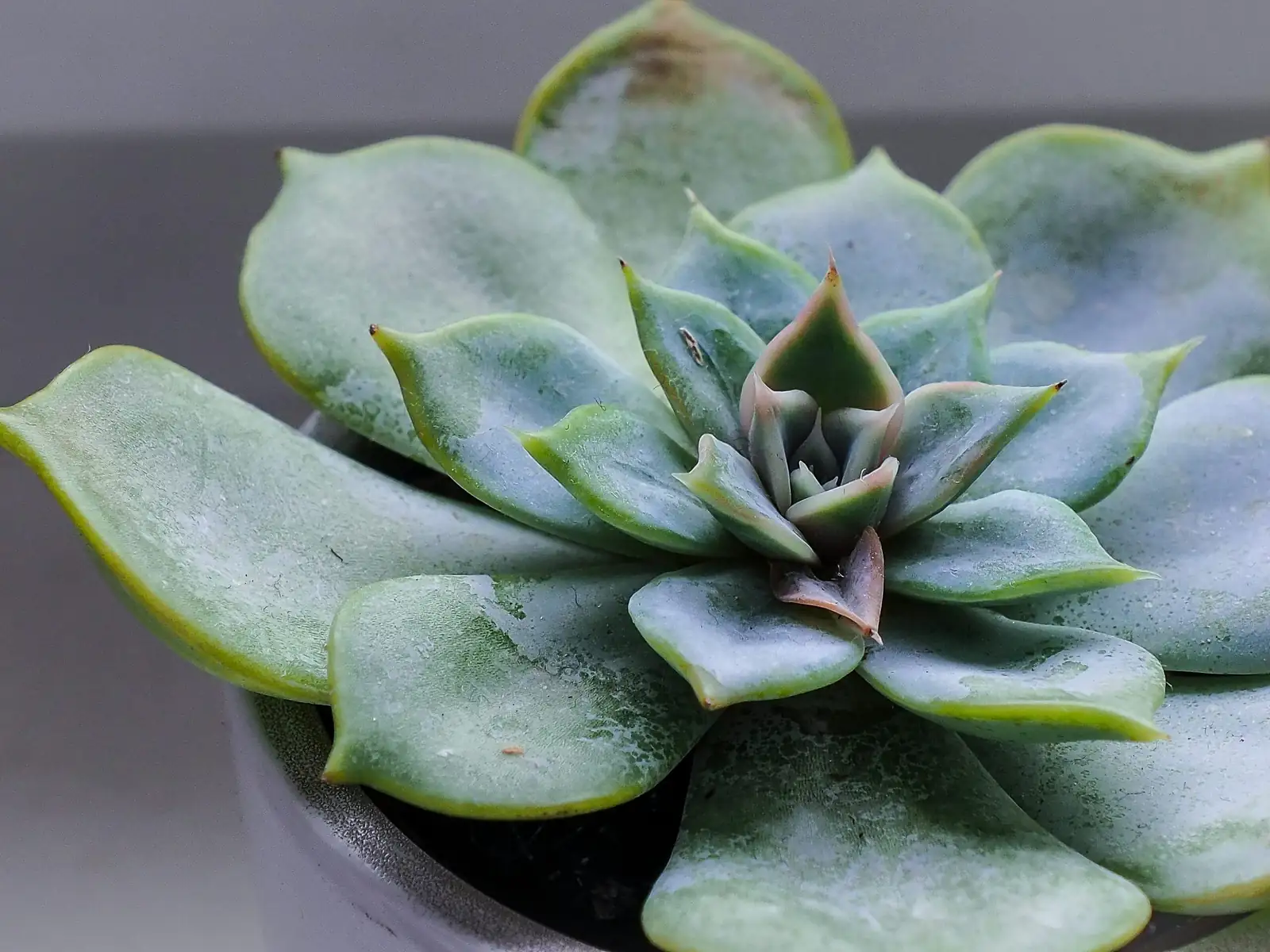 hands watering echeveria pot edge