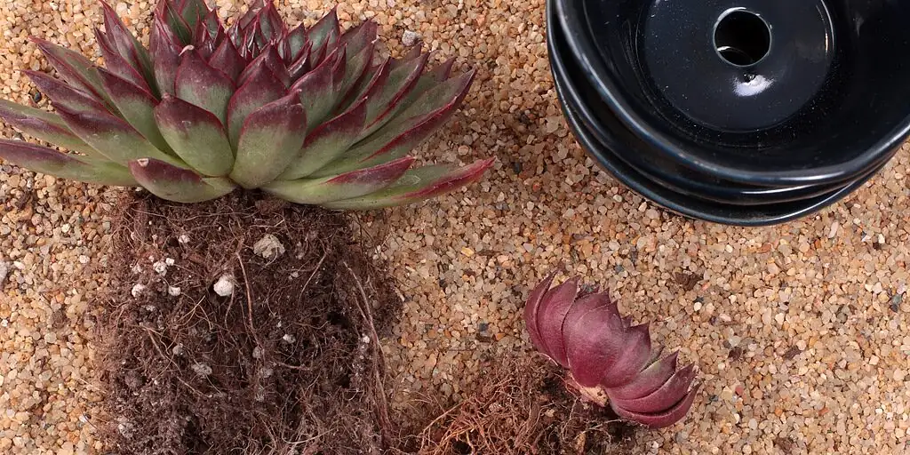 echeveria roots in gritty soil
