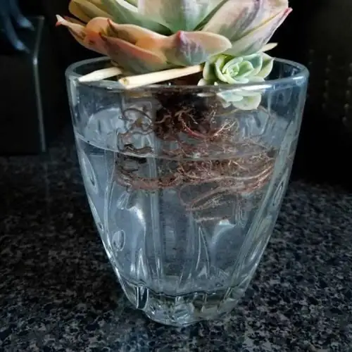 echeveria hydroponics glass bottle roots