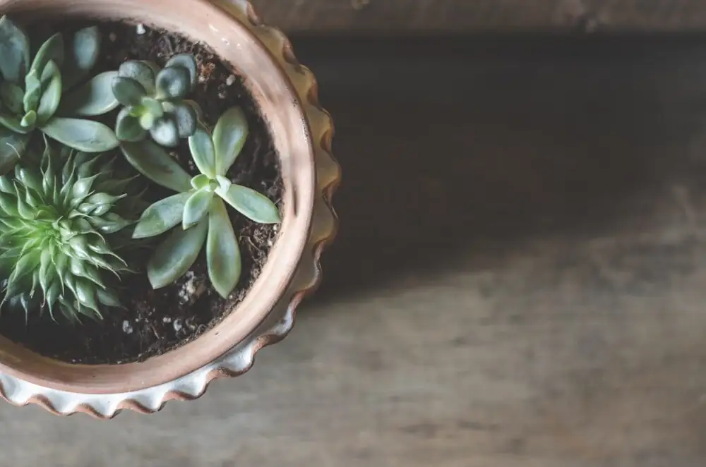 Echeveria gritty soil mix terracotta pot