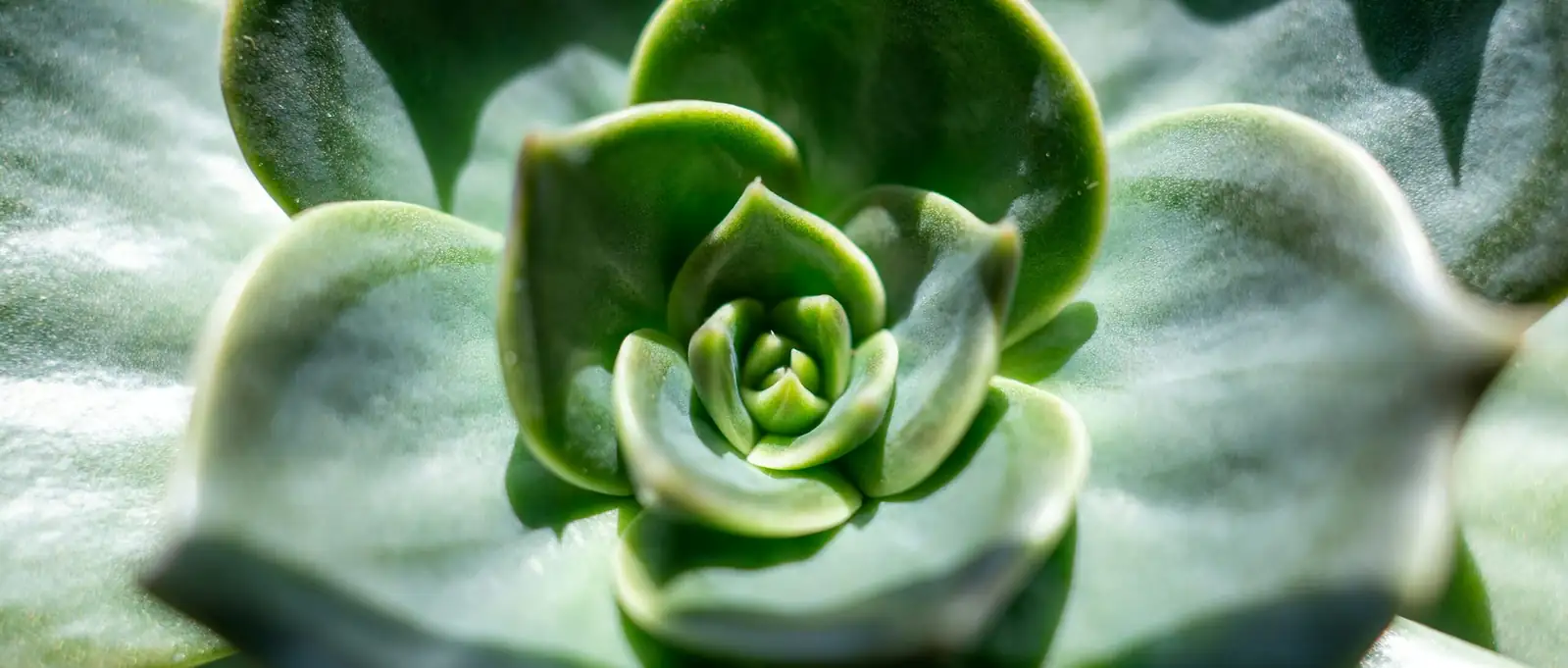 echeveria rosette close-up farina
