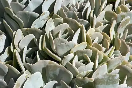 echeveria flowering stalk close-up
