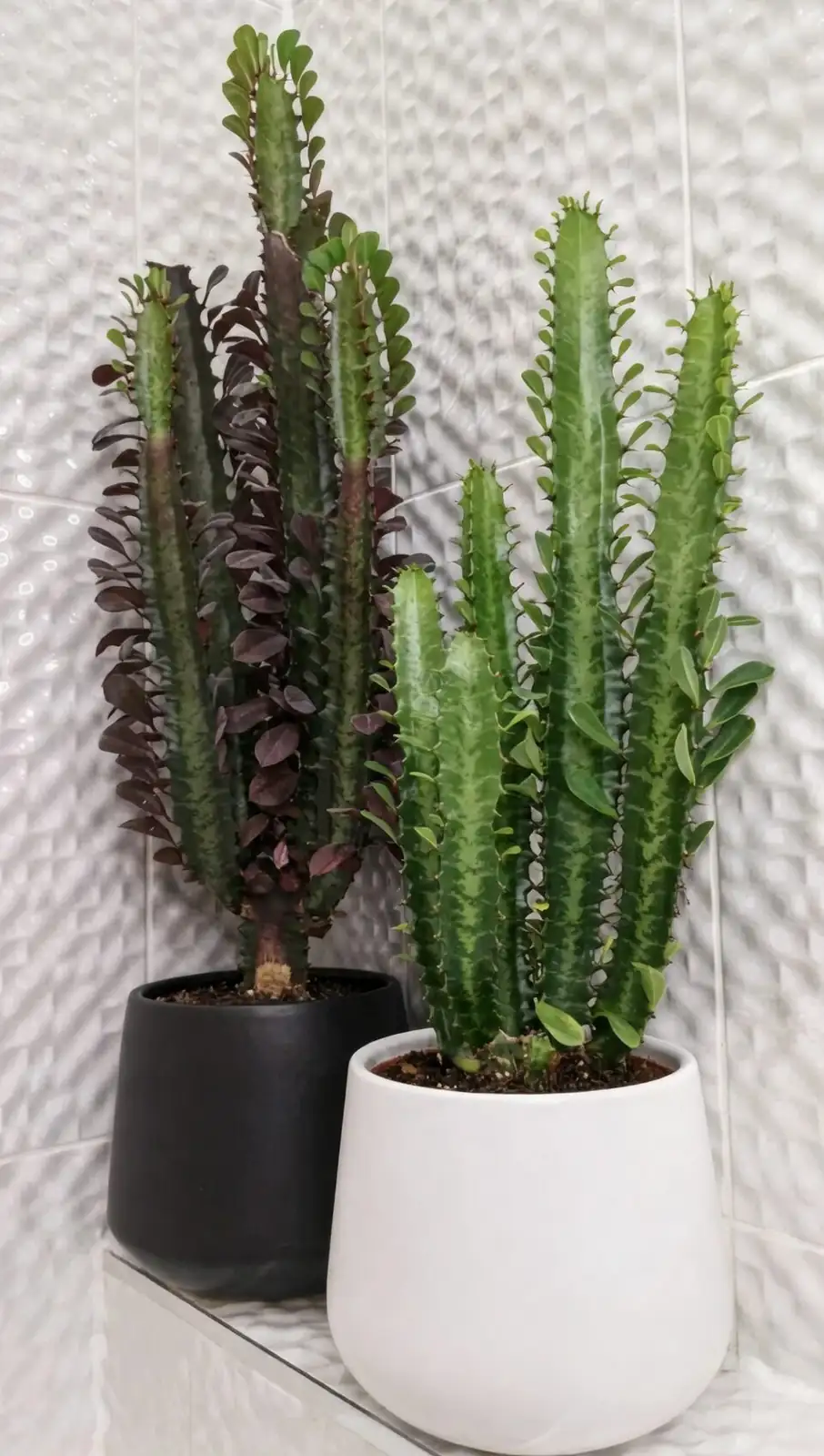 Euphorbia trigona rubra watering drainage