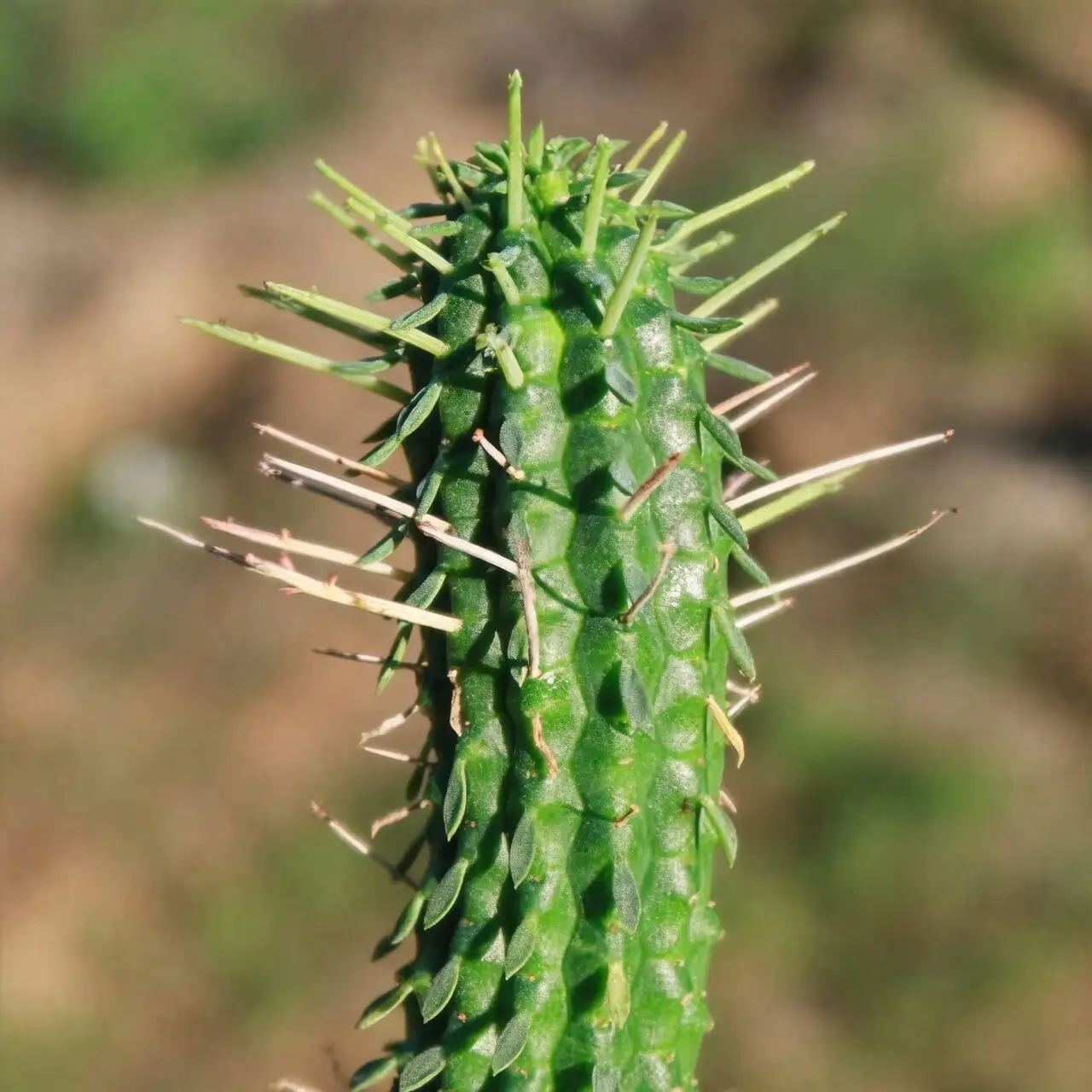 Euphorbia mammillaris stem rot close up
