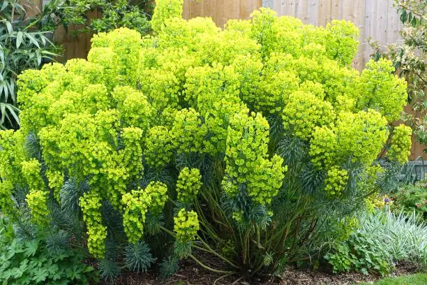 Euphorbia mammillaris pruning with gloves