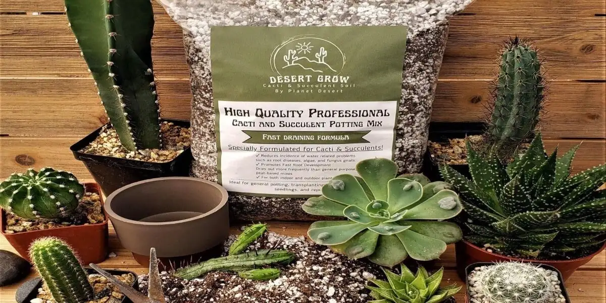 Euphorbia mammillaris repotting gritty mix