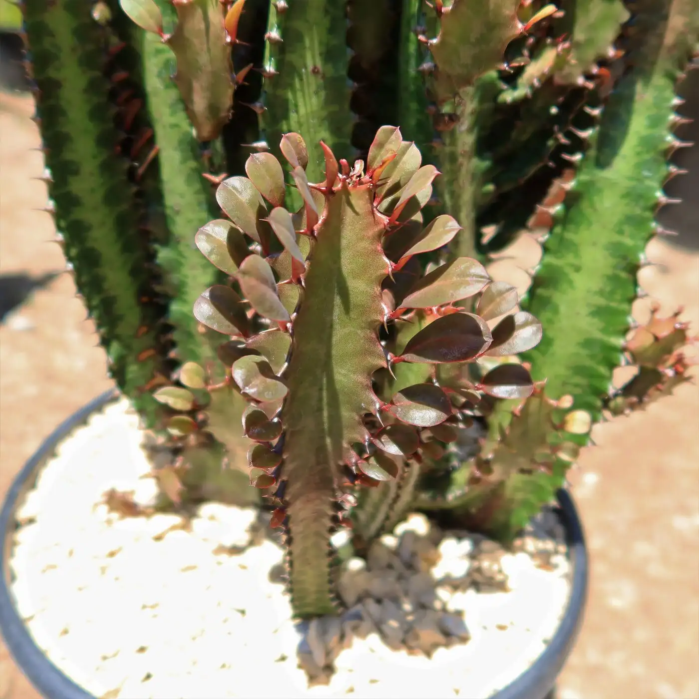 Euphorbia trigona rubra spines close up