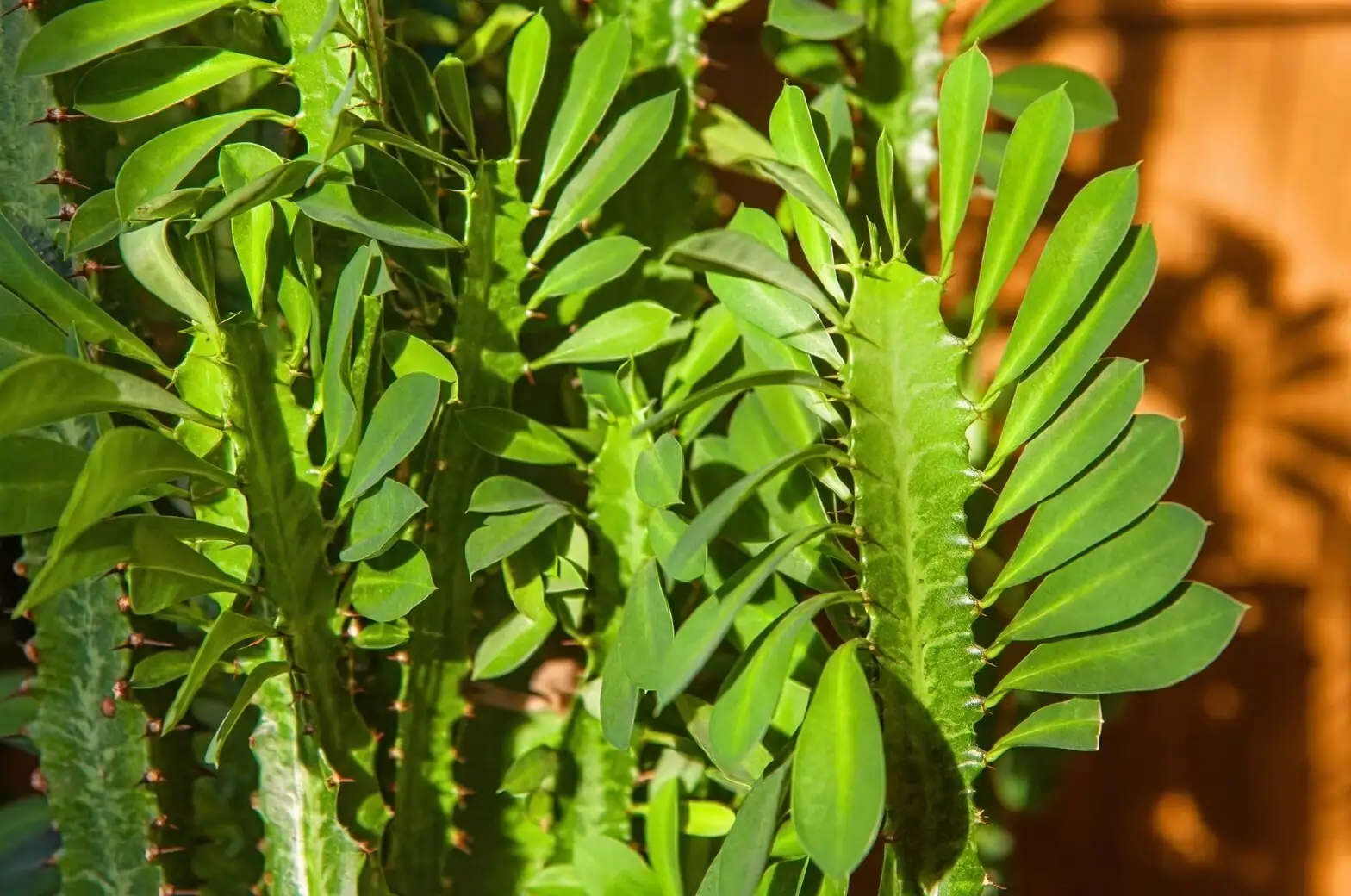 Euphorbia trigona pruning gloves sap