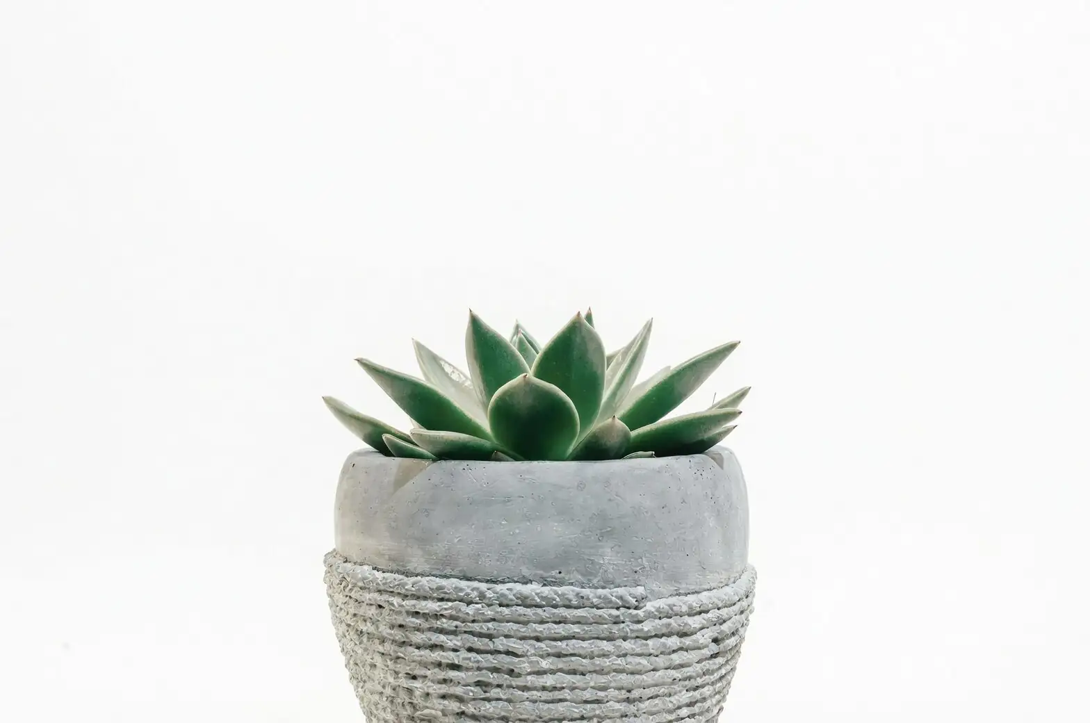 Euphorbia trigona rubra concrete pot