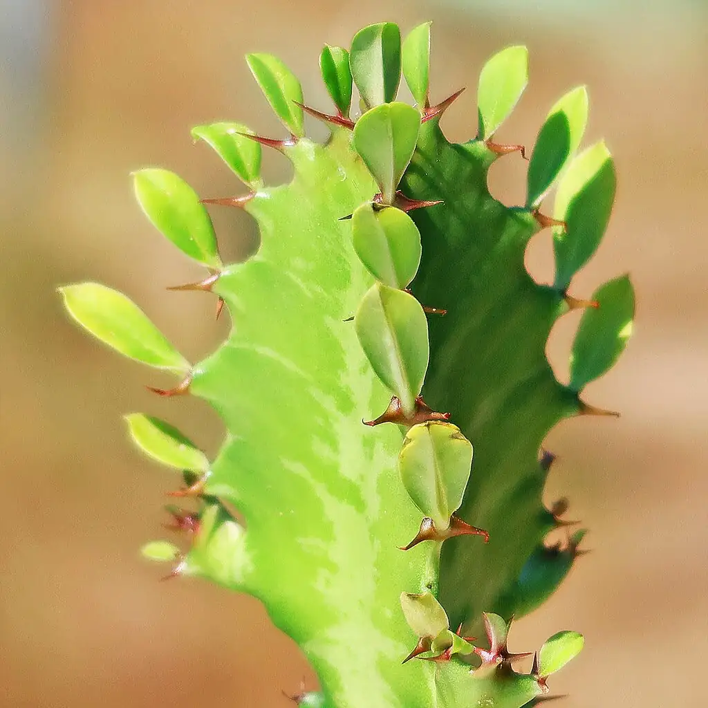 euphorbia trigona latex sap close-up