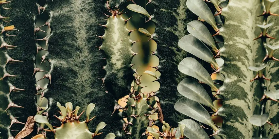 euphorbia trigona cyathia flowers close-up