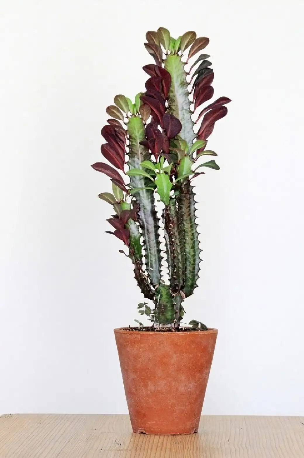 euphorbia trigona watering indoor pot