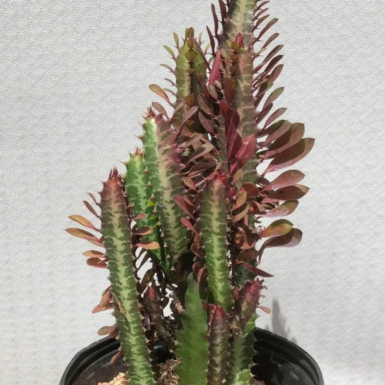 从红刺到守护：红彩阁的花语与职场书桌摆放学