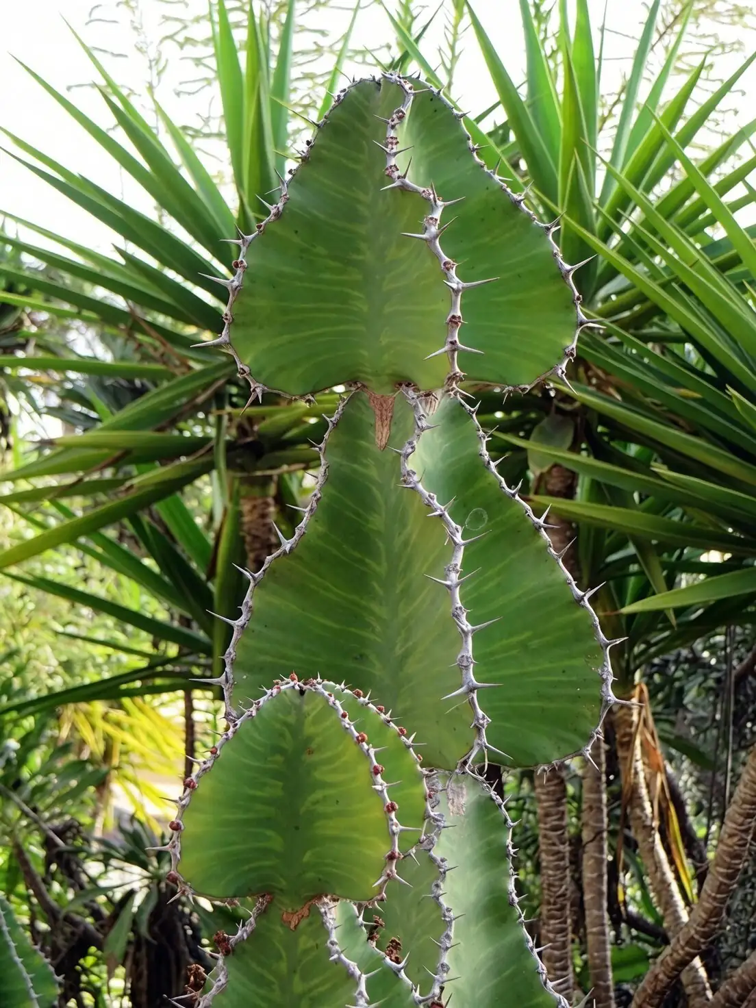 Euphorbia trigona propagation cutting hands