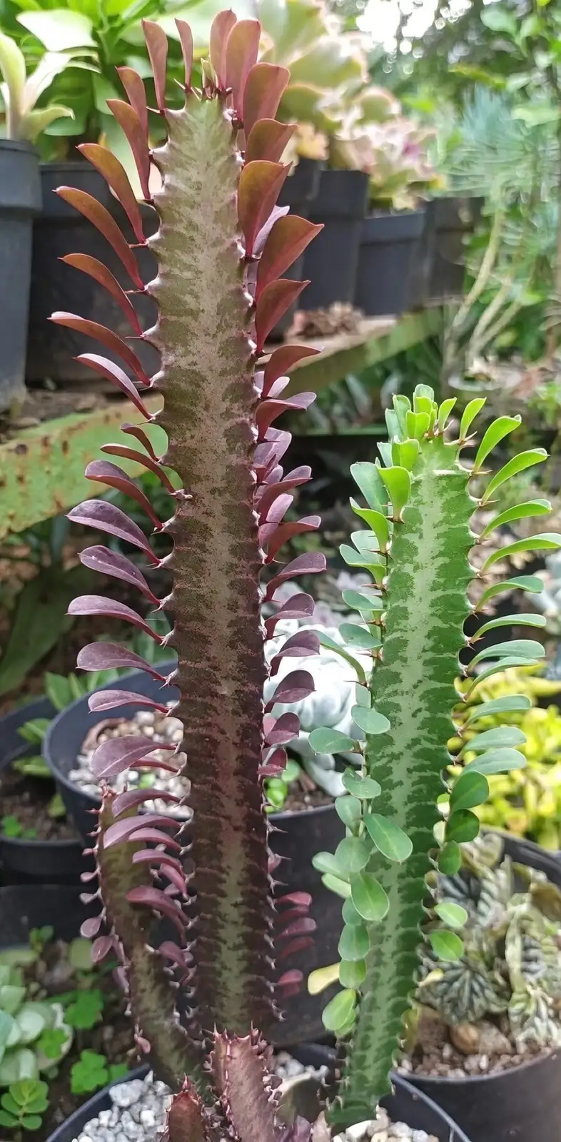 Euphorbia trigona red spines close-up