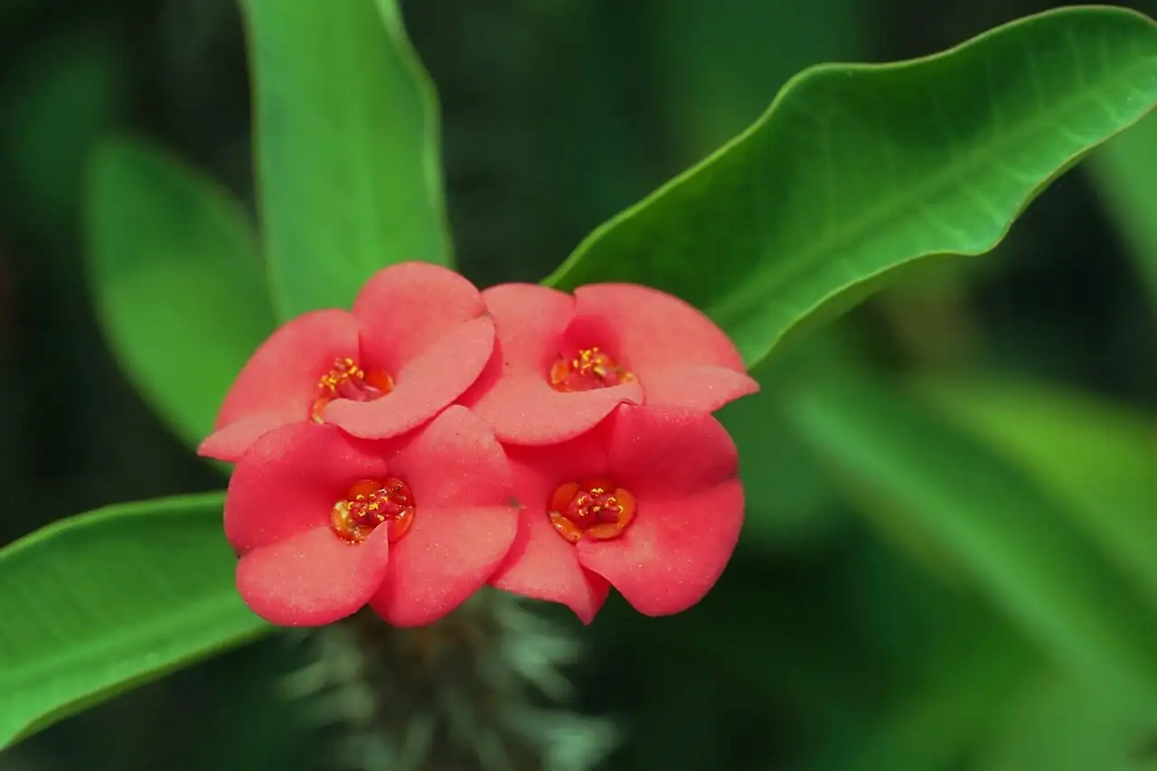 euphorbia mammillaris cutting under tap