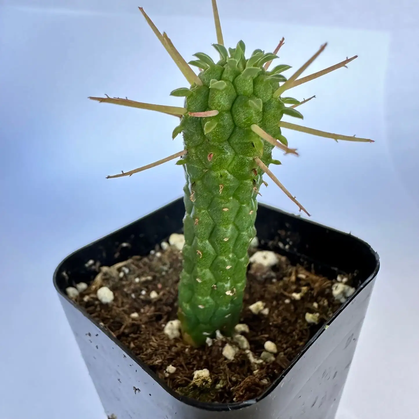 euphorbia mammillaris callus drying