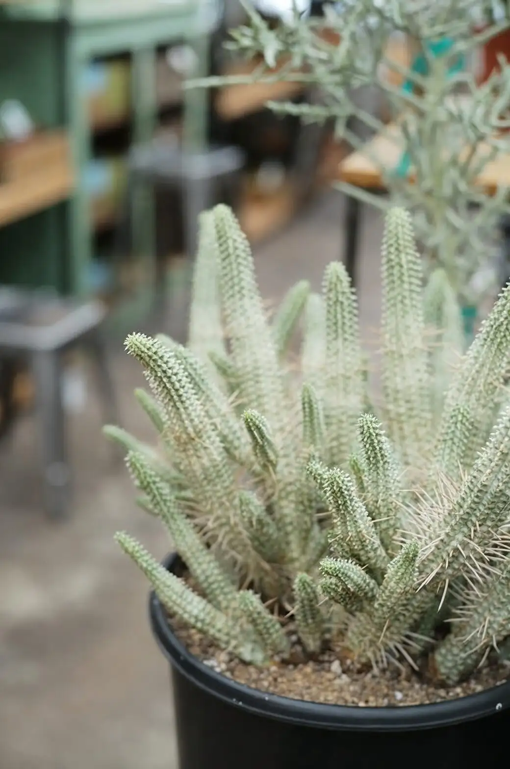 euphorbia mammillaris in gritty mix