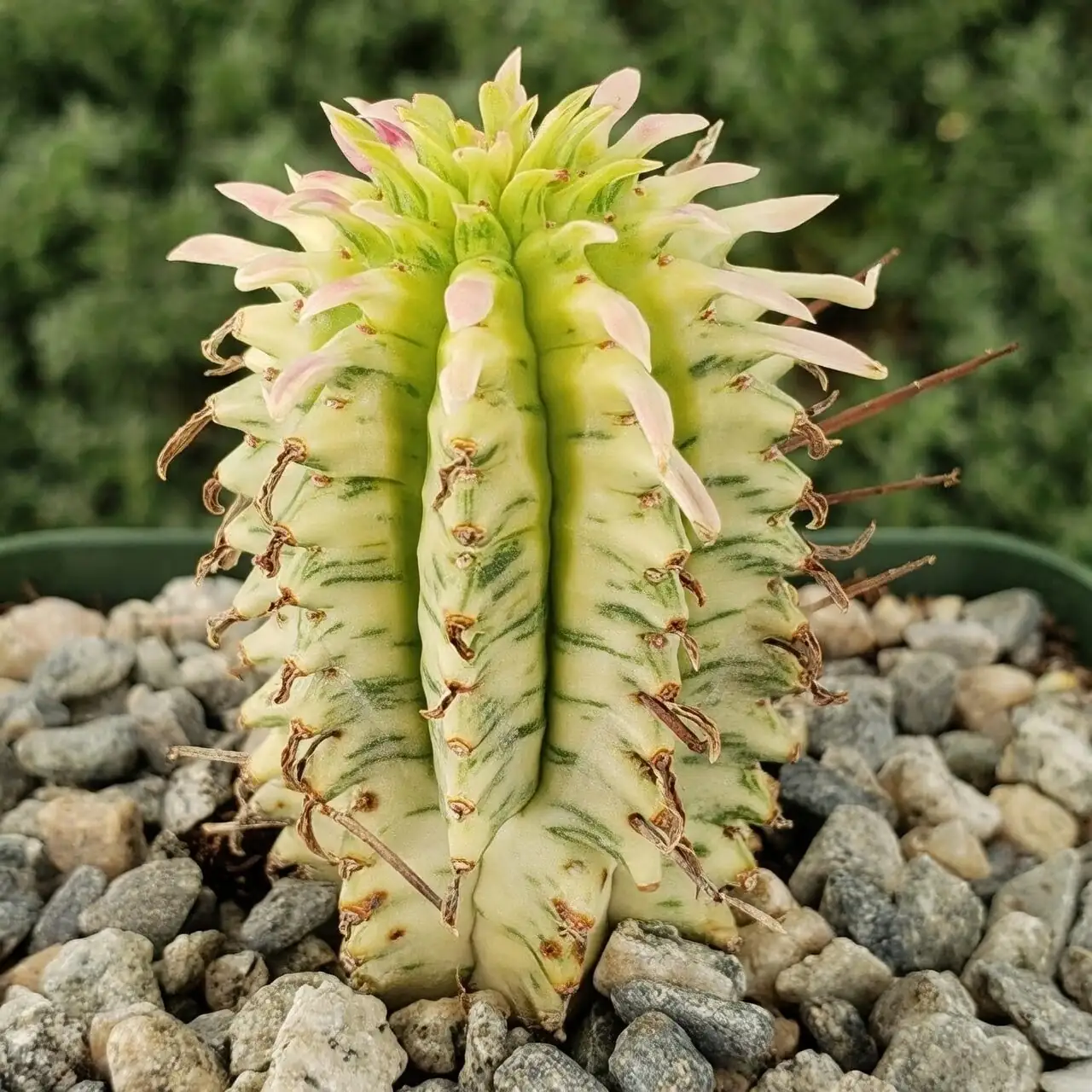 euphorbia mammillaris first watering drip