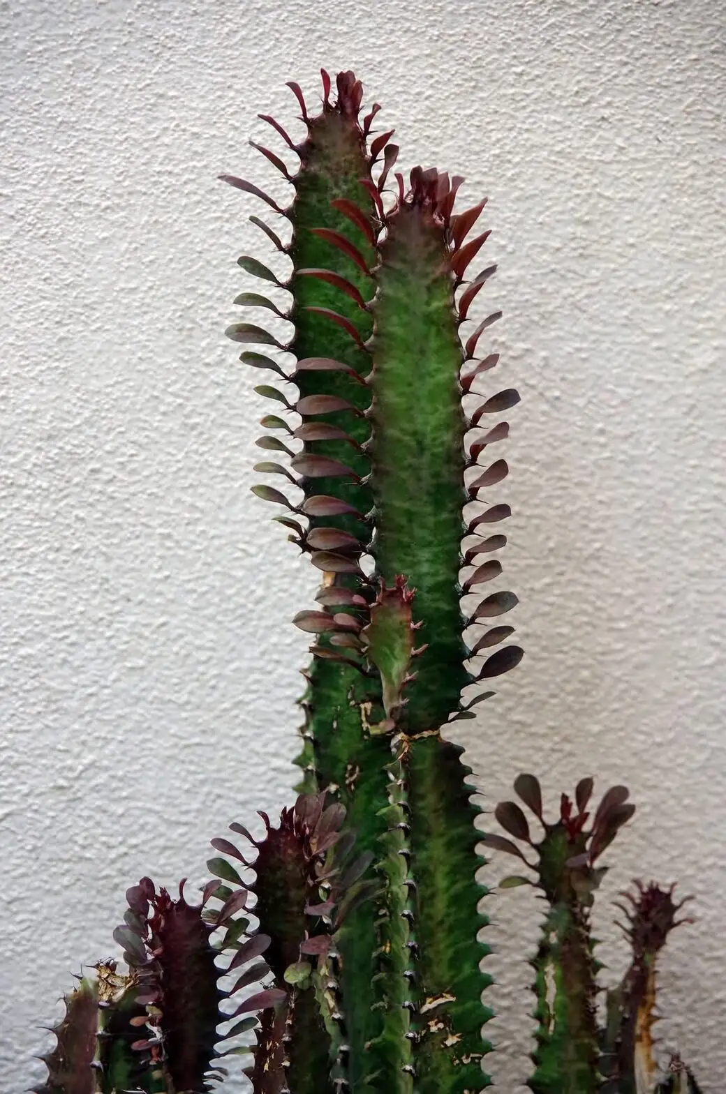 Euphorbia trigona rubra red spines close-up