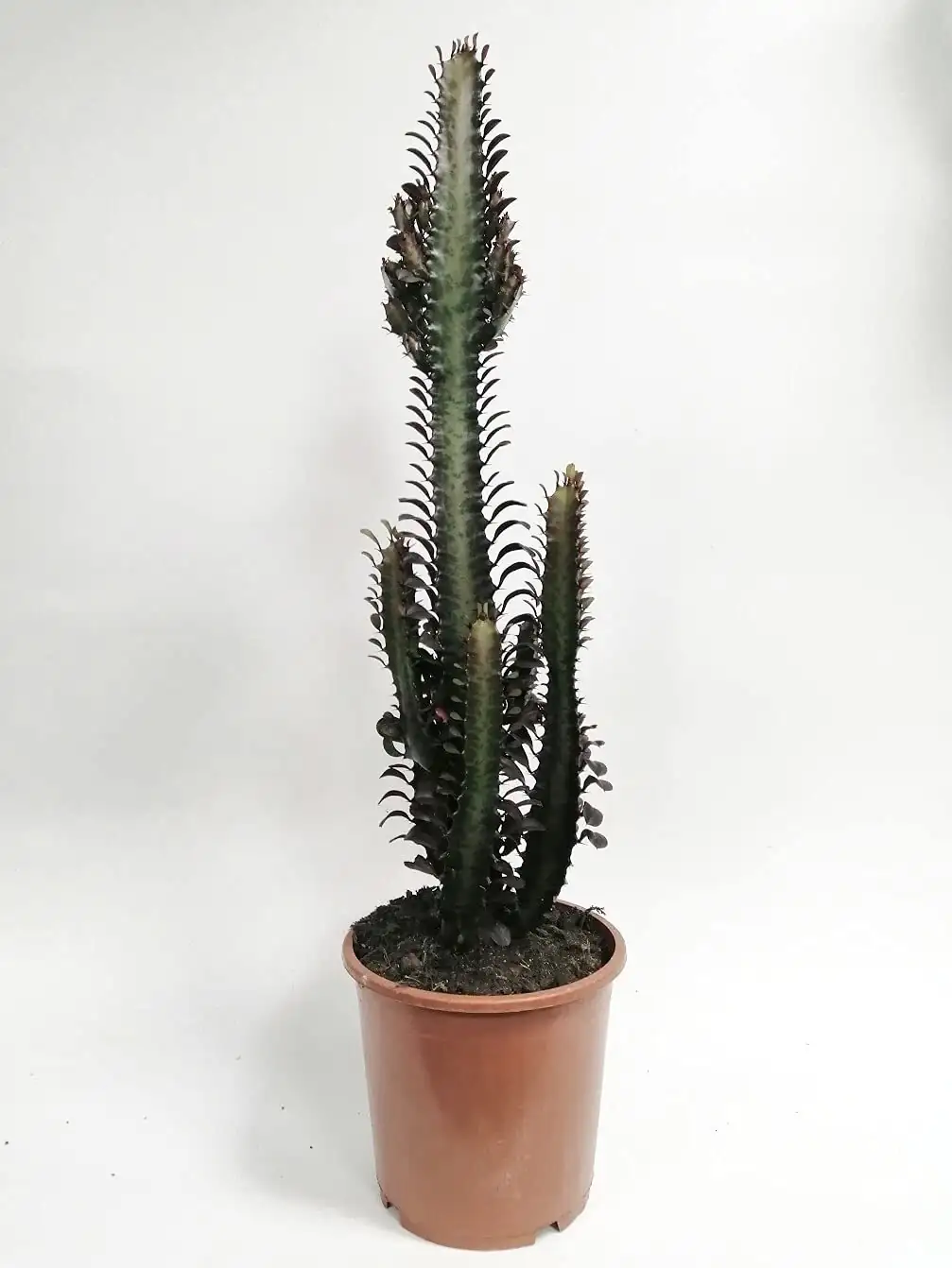 Euphorbia trigona rubra tall cylinder pot