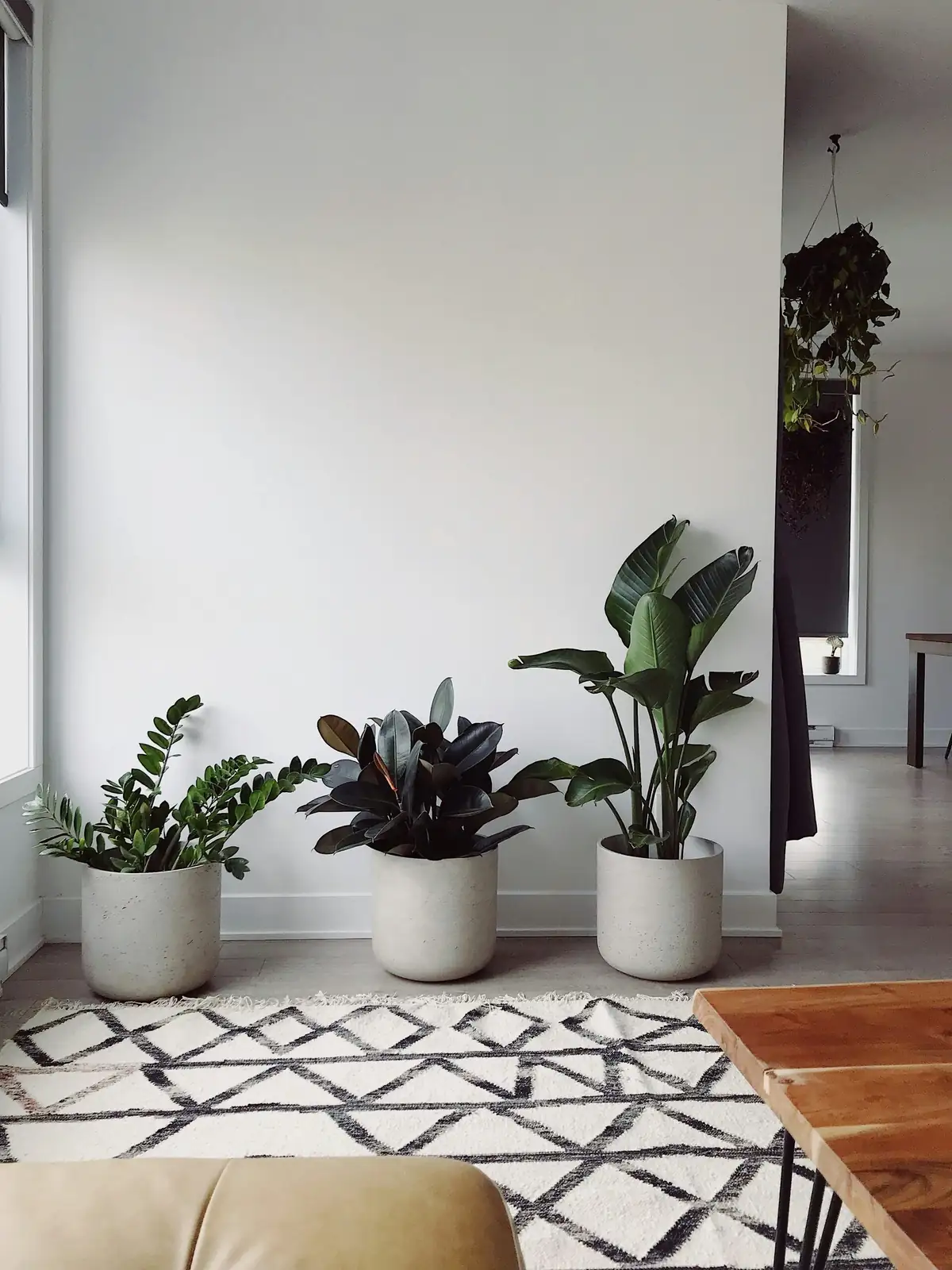 Euphorbia trigona rubra living room corner