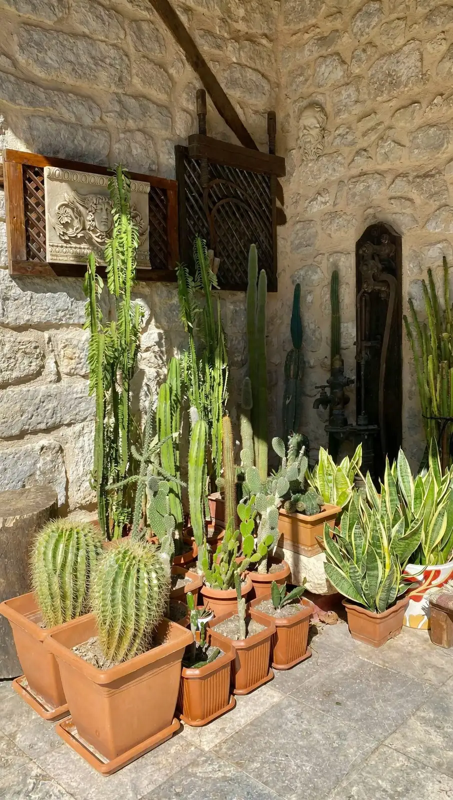 euphorbia mammillaris turning pot sunlight