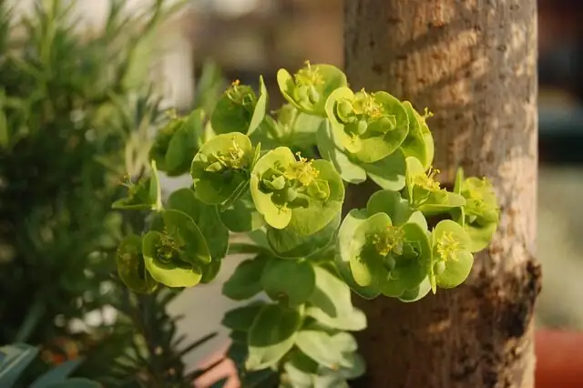 euphorbia mammillaris watering soil closeup