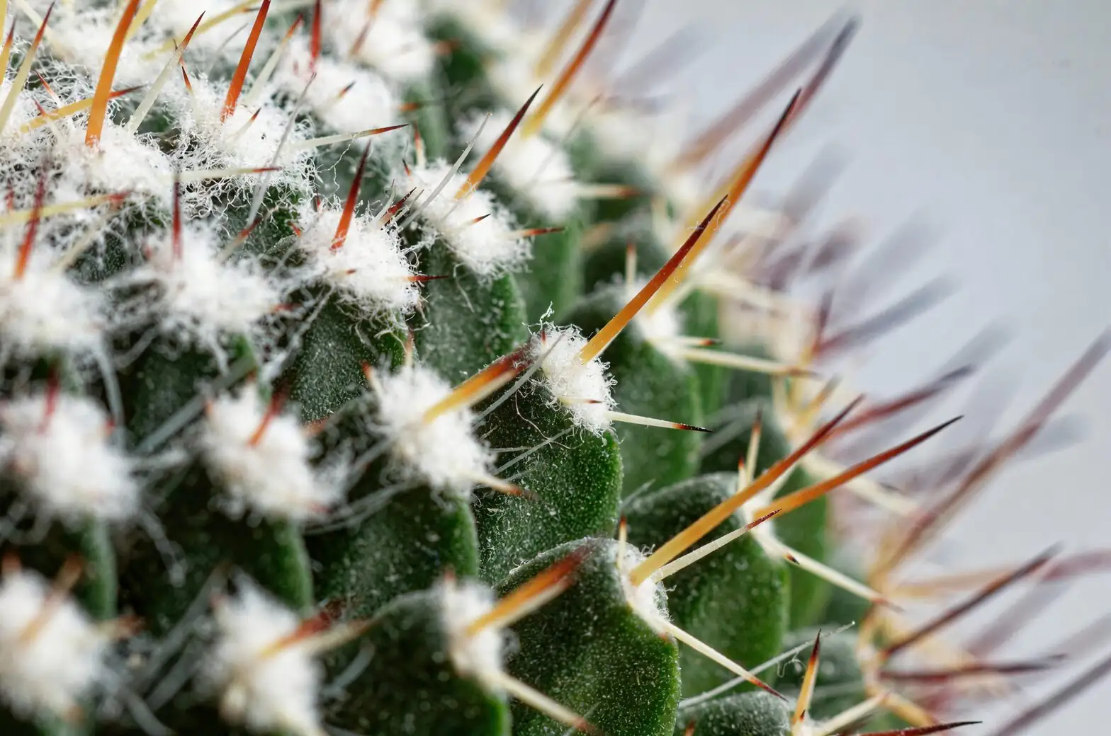 Euphorbia mammillaris ribs spines close-up