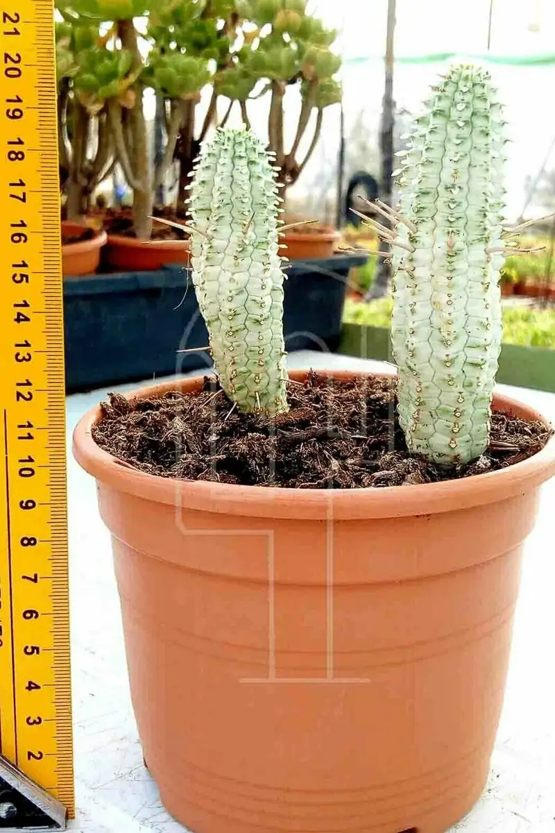Euphorbia mammillaris base wound inspection