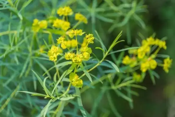 Euphorbia mammillaris watering drainage