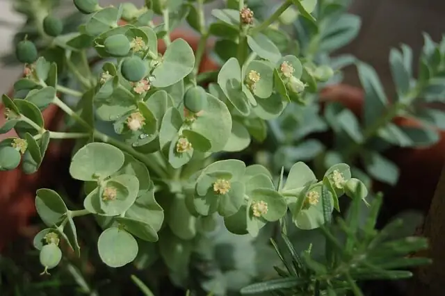 Euphorbia mammillaris etiolation leaning