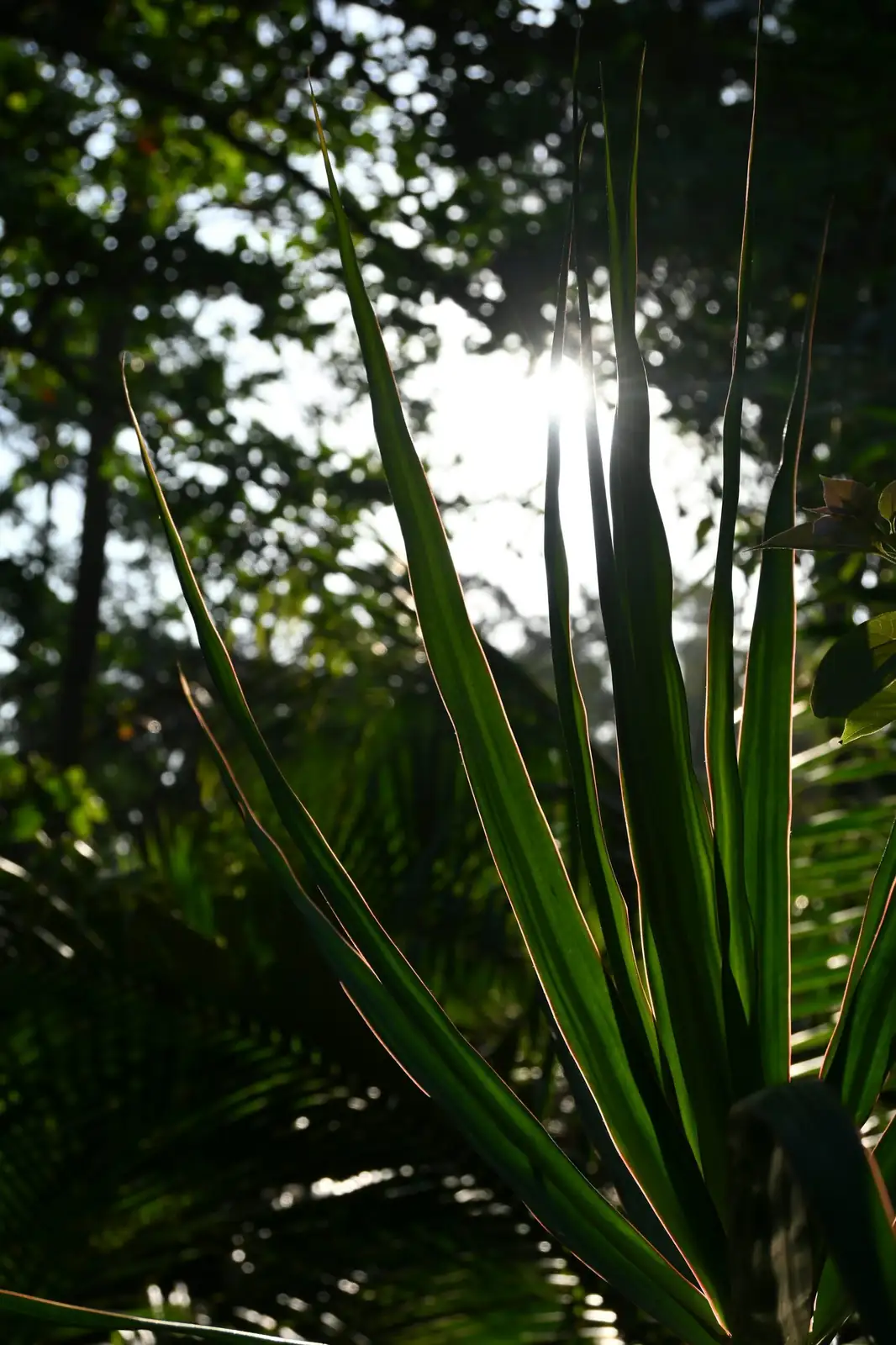 Euphorbia mammillaris south window sunlight