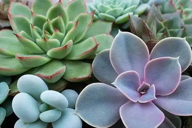 Euphorbia mammillaris terracotta pot gritty mix