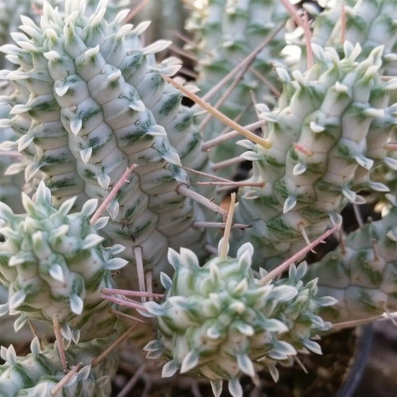 euphorbia mammillaris white sap close-up