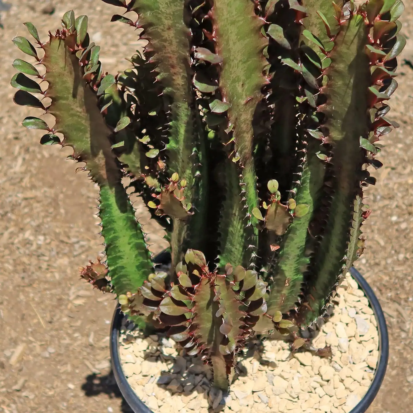 euphorbia trigona rubra black pot white gravel