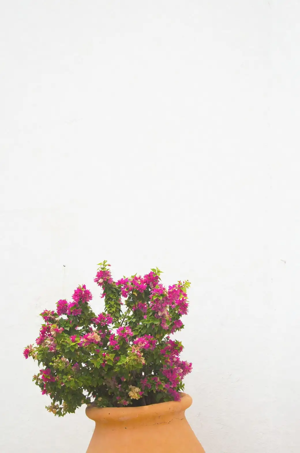 euphorbia trigona rubra terracotta pot warm gravel