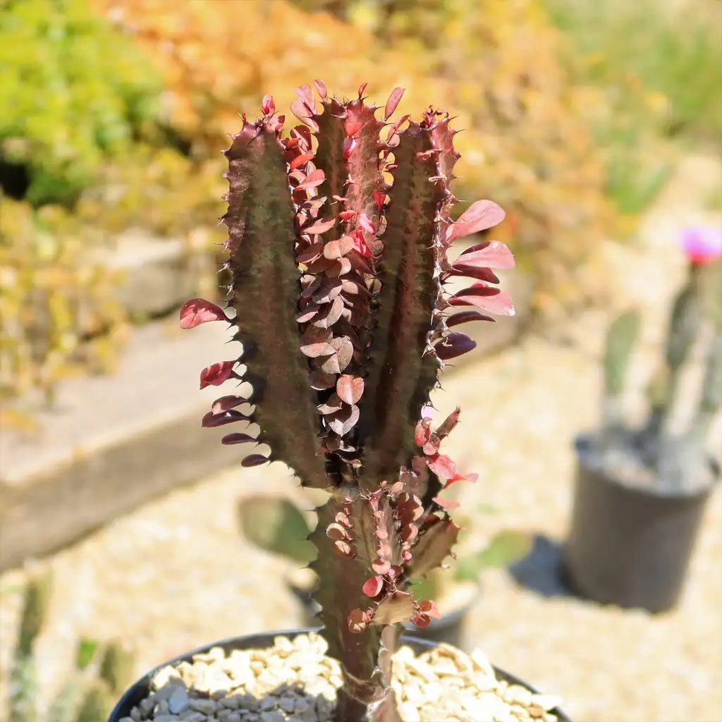 euphorbia trigona rubra dark lava rock