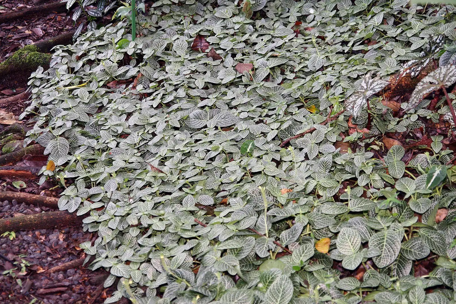 fittonia groundcover rainforest floor