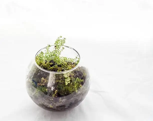 fittonia in glass terrarium