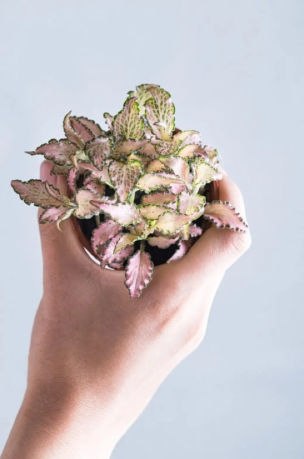 fittonia misting by hand