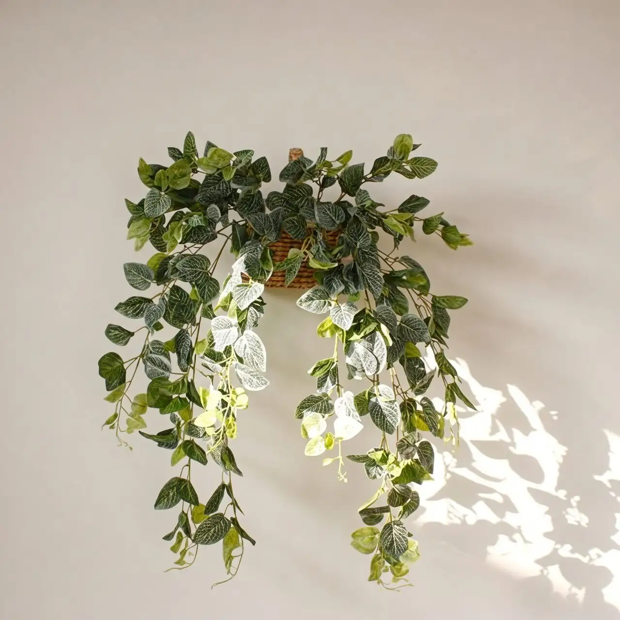 fittonia hanging planter bookshelf